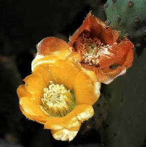 Fico d'India. Fiori di Opuntia ficus-indica.De Agostini Picture Library/2P Fico d'India. Fiori di Opuntia ficus-indica.De Agostini Picture Library/2P