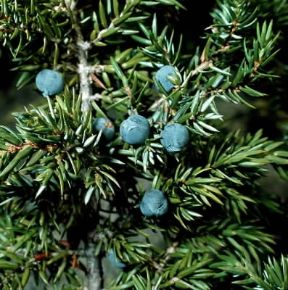 Ginepro. Ramo con bacche di Juniperus communis.De Agostini Picture Library/2 P Ginepro. Ramo con bacche di Juniperus communis.De Agostini Picture Library/2 P