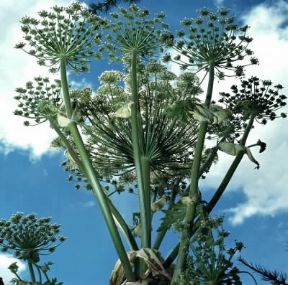 Heracleum mantegatianum. De Agostini Picture Library / 2 P