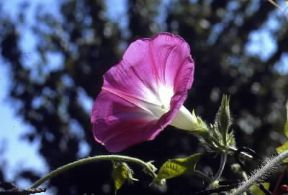 Ipomea . Esemplare di Ipomea purpurea.De Agostini Picture Library/G. Negri Ipomea . Esemplare di Ipomea purpurea.De Agostini Picture Library/G. Negri