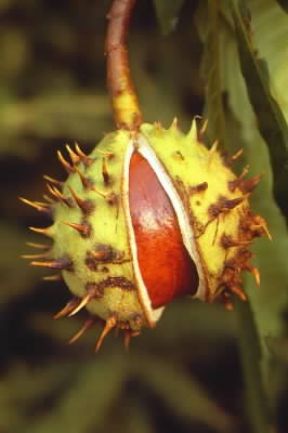 Ippocastano . Frutto di Aesculus hippocastanum. De Agostini Picture Library/G. Negri