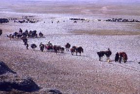 Iran . Una carovana di nomadi ai piedi dello Zagros.De Agostini Picture Library/N. Cirani Iran . Una carovana di nomadi ai piedi dello Zagros.De Agostini Picture Library/N. Cirani