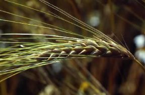 Orzo . Esemplare di Hordeum vulgare.De Agostini Picture Library/G. Negri Orzo . Esemplare di Hordeum vulgare.De Agostini Picture Library/G. Negri