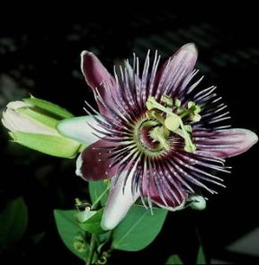 Passiflora . Fiore di Passiflora caerulea.De Agostini Picture Library/2P Passiflora . Fiore di Passiflora caerulea.De Agostini Picture Library/2P