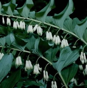 Sigillo di Salomone . Esemplare di Polygonatum multiflorum.De Agostini Picture Library/2 P