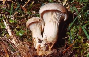 Cardarello. Esemplari di Pleurotus eryngii.De Agostini Picture Library Cardarello. Esemplari di Pleurotus eryngii.De Agostini Picture Library