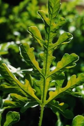 Foglia palmata.De Agostini Picture Library/2 P