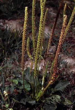 Piantaggine (Plantago maior).De Agostini Picture Library/G. Negri