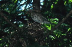 Tordo bottaccio (Turdus ericetorum).De Agostini Picture Library/L. Andena Tordo bottaccio (Turdus ericetorum).De Agostini Picture Library/L. Andena