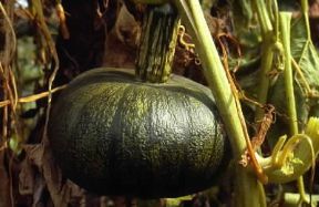 Zucca. Frutti di zucca comune (Cucurbita maxima).De Agostini Picture Library/G. Negri Zucca. Frutti di zucca comune (Cucurbita maxima).De Agostini Picture Library/G. Negri