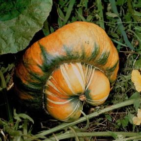 Zucca. Frutti di zucca popone (Cucurbita moschata).De Agostini Picture Library/2 P Zucca. Frutti di zucca popone (Cucurbita moschata).De Agostini Picture Library/2 P
