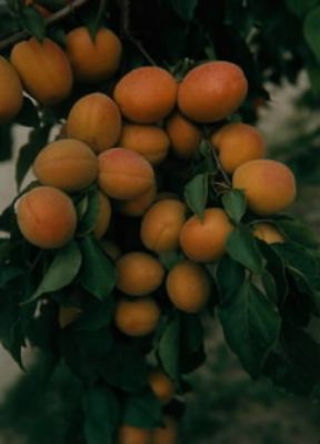 Albicocco. Ramo con i frutti.De Agostini Picture Library/M. Pedone