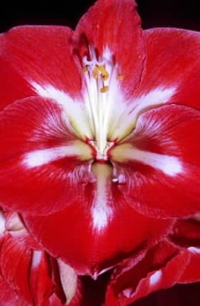 Amarillide. Infiorescenza del genere Hyppeastrum.De Agostini Picture Library/G. Negri