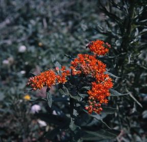 Asclepias. Infiorescenza di erba della bambagia (Asclepias cornuti).De Agostini Picture Library/Magrini Asclepias. Infiorescenza di erba della bambagia (Asclepias cornuti).De Agostini Picture Library/Magrini