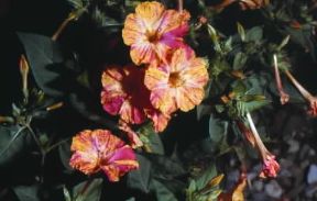 Bella di notte . Fiori di Mirabilis jalapa.De Agostini Picture Library/G. Negri Bella di notte . Fiori di Mirabilis jalapa.De Agostini Picture Library/G. Negri