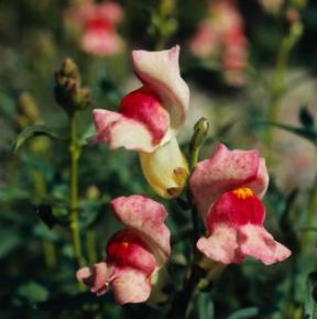 Bocca di leone . Fiori di Antirrhinum majus.De Agostini Picture Library/2 P Bocca di leone . Fiori di Antirrhinum majus.De Agostini Picture Library/2 P