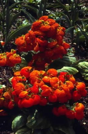 Calceolaria in fiore.De Agostini Picture Library/G. Negri Calceolaria in fiore.De Agostini Picture Library/G. Negri