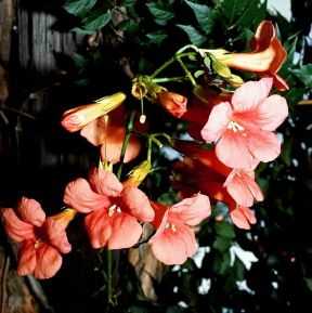 Campis. Fiori di Campis radicans.De Agostini Picture Library/2P Campis. Fiori di Campis radicans.De Agostini Picture Library/2P