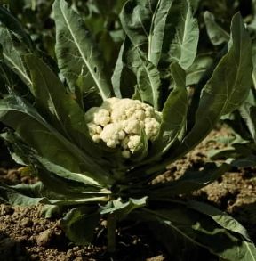 Cavolfiore. Brassica oleracea.De Agostini Picture Library/ 2 P Cavolfiore. Brassica oleracea.De Agostini Picture Library/ 2 P