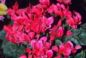 Ciclamino. Molte specie di ciclamino crescono allo stato spontaneo, ma numerose sono anche le specie coltivate in vaso.De Agostini Picture Library/G. Neri