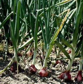Cipolla (Allium coepa).De Agostini Picture Library/ 2 P Cipolla (Allium coepa).De Agostini Picture Library/ 2 P