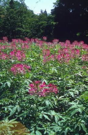 Cleome. De Agostini Picture Library/G. Negri Cleome. De Agostini Picture Library/G. Negri