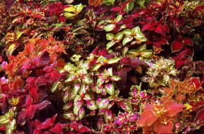 Coleus blumei. De Agostini Picture Library / G. Negri Coleus blumei. De Agostini Picture Library / G. Negri