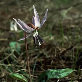 Dente di cane . Fiore di Erythronium dens-canis.De Agostini Picture Library/F. Cirillo Dente di cane . Fiore di Erythronium dens-canis.De Agostini Picture Library/F. Cirillo
