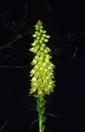 Digitale . Esemplare di Digitalis lutea.De Agostini Picture Library/M. Giovanoli Digitale . Esemplare di Digitalis lutea.De Agostini Picture Library/M. Giovanoli