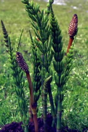 Equisetacee. Esemplari di Equisetum arvense.De Agostini Picture Library/G. Negri Equisetacee. Esemplari di Equisetum arvense.De Agostini Picture Library/G. Negri