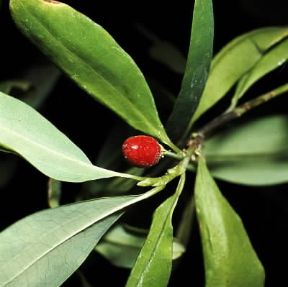 Erythroxylon. Coca (Erythroxylon coca).De Agostini Picture Library/2P Erythroxylon. Coca (Erythroxylon coca).De Agostini Picture Library/2P