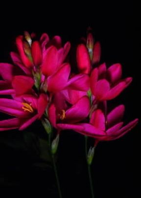 Fresia con fiori violacei.De Agostini Picture Library/G. Negri