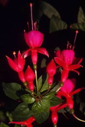 Fucsia. Fiori della pianta Fuchsia.De Agostini Picture Library/G. Negri