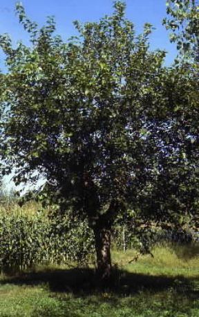 Gelso bianco (Morus alba)De Agostini Picture Library/G. Negri Gelso bianco (Morus alba)De Agostini Picture Library/G. Negri