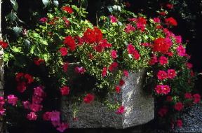 Geranio (Pelargonium hederaefolium).De Agostini Picture Library/G. Negri Geranio (Pelargonium hederaefolium).De Agostini Picture Library/G. Negri
