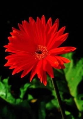 Gerbera. De Agostini Picture Library/G. Negri