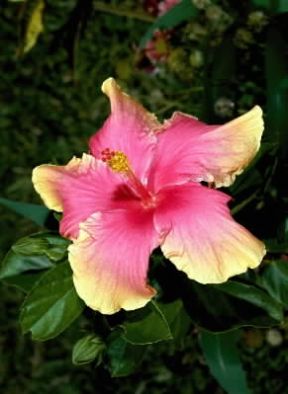 Ibisco. Fiore di Hibiscus rosasinensis.De Agostini Picture Library / 2 P Ibisco. Fiore di Hibiscus rosasinensis.De Agostini Picture Library / 2 P