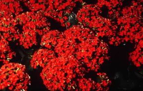 Kalanchoe con fiori rossi riuniti in pannocchie terminali.De Agostini Picture Library/G. Negri Kalanchoe con fiori rossi riuniti in pannocchie terminali.De Agostini Picture Library/G. Negri