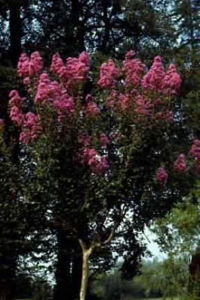 Lagestroemia in fiore.De Agostini Picture Library/G. Negri Lagestroemia in fiore.De Agostini Picture Library/G. Negri