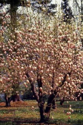 Magnolia. Albero in piena fioritura di Magnolia soulangeana.De Agostini Picture Library/G. Negri Magnolia. Albero in piena fioritura di Magnolia soulangeana.De Agostini Picture Library/G. Negri