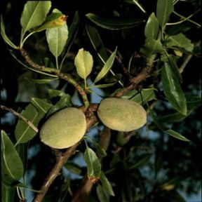 Mandorlo. Frutti di mandorlo (Prunus communis).De Agostini Picture Library/2 P Mandorlo. Frutti di mandorlo (Prunus communis).De Agostini Picture Library/2 P