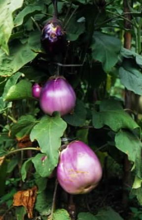 Melanzana. Esemplare di Solanum melongena.De Agostini Picture Library/G. Negri Melanzana. Esemplare di Solanum melongena.De Agostini Picture Library/G. Negri