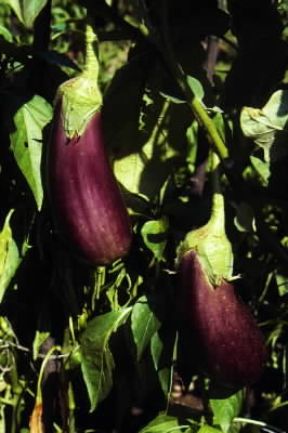 Melanzana. Frutti bruno-violacei della Solanum melongena.De Agostini Picture Library/G. Negri Melanzana. Frutti bruno-violacei della Solanum melongena.De Agostini Picture Library/G. Negri