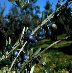 Olivo . Ramo con frutti di un esemplare di Olea europaea.FOTO 2P Olivo . Ramo con frutti di un esemplare di Olea europaea.FOTO 2P