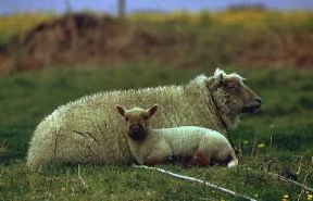 Pecora con agnello.De Agostini Picture Library/E. Quemere Pecora con agnello.De Agostini Picture Library/E. Quemere