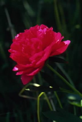Peonia. Fiore di Paeonia lactiflora.De Agostini Picture Library/G. Negri Peonia. Fiore di Paeonia lactiflora.De Agostini Picture Library/G. Negri