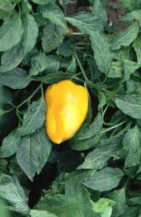 Peperone. Frutto di peperone giallo (Capsicum annum).De Agostini Picture Library/G. Negri Peperone. Frutto di peperone giallo (Capsicum annum).De Agostini Picture Library/G. Negri