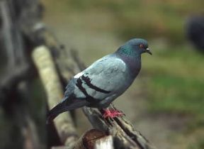 Piccione (Columba livia).De Agostini Picture Library/L. Andena