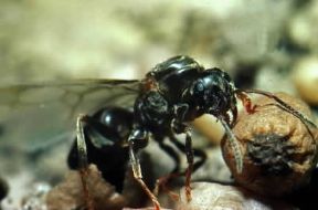 Formica mietitrice (Messor barbarus).De Agostini Picture Library Formica mietitrice (Messor barbarus).De Agostini Picture Library