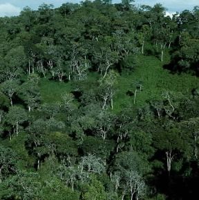 Ruanda. Foresta tropicale.De Agostini Picture Library / N. Cirani Ruanda. Foresta tropicale.De Agostini Picture Library / N. Cirani